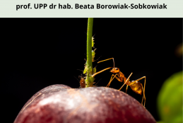 Plakat zapraszający na wykład pt. "Czy wszystkie mszyce są szkodnikami?" Mrówka wspina się po czerwonym jabłku, na ogonku którego są zielone mszyce.  