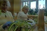 Dwie uśmiechnięte seniorki rozpoczynają tworzyć kokedamę - wyciągają zielistkę z doniczki.